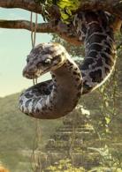 森林王子[森林王子：2015年真人版電影]