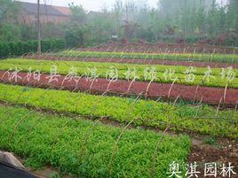 江蘇省沭陽縣蘇北園林綠化苗木場 江蘇省沭陽縣蘇北園林綠化苗木場