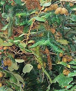 巴東獼猴桃 巴東獼猴桃