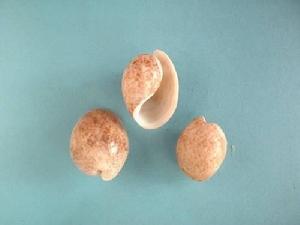 台灣棗螺 台灣棗螺