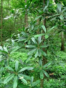 細毛潤楠 細毛潤楠