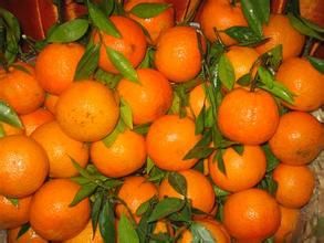 粵豐蕉柑 粵豐蕉柑