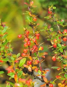 毛梗羅浮槭（變種）