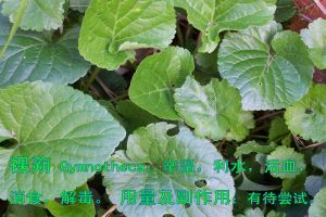 百部還魂 百部還魂