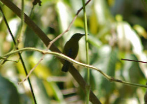 藍枕花蜜鳥 藍枕花蜜鳥