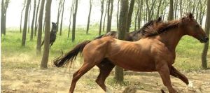 俊偉國際馬會 俊偉國際馬會