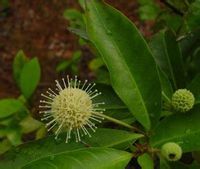 長葉蓬子菜 長葉蓬子菜