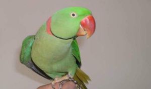 玫紅領綠鸚鵡