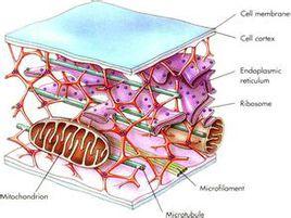 細胞質骨架