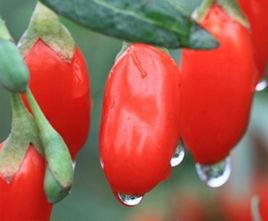 枸杞鮮果 枸杞鮮果