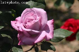 煙臺萊州月季花節