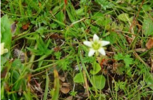 喜沙梅花草 喜沙梅花草