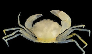 哈利·波特螃蟹