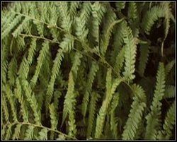 元江毛蕨 元江毛蕨