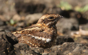 細尾夜鷹 細尾夜鷹
