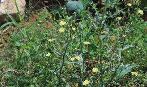 二歧毛連菜 二歧毛連菜