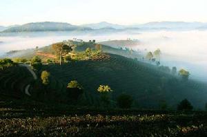 莽枝古茶山 莽枝古茶山