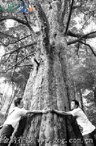 千年豆杉王 千年豆杉王