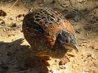 三趾鶉科 三趾鶉科