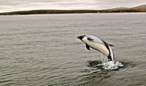 皮氏斑紋海豚 皮氏斑紋海豚