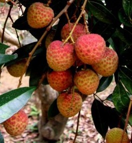 白臘荔枝 白臘荔枝