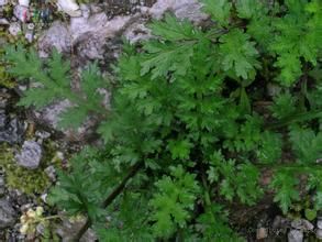 無毛川藏蒿 無毛川藏蒿