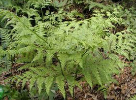 光葉軸脈蕨 光葉軸脈蕨