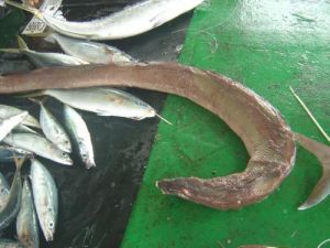 灰盲條魚 灰盲條魚