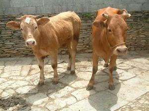 饒家村特色產業-肉牛