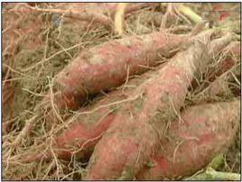 迷你香薯 迷你香薯