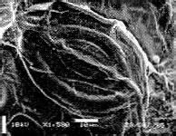 石生螺序草 石生螺序草