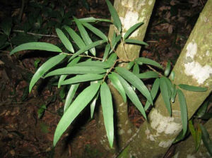 貼毛折柄茶 貼毛折柄茶