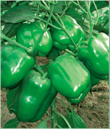 久保田105 久保田105