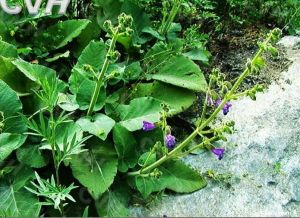 甘西鼠尾 甘西鼠尾