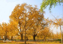 邳州銀杏博覽園 邳州銀杏博覽園