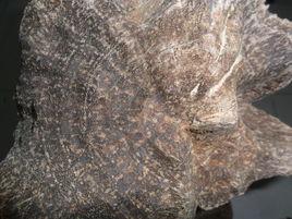 莞香[中國沉香]