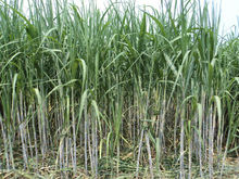 甘蔗