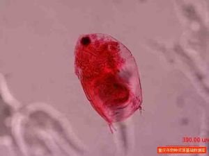 殼紋船卵溞 殼紋船卵溞