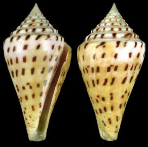 小佛塔芋螺 小佛塔芋螺