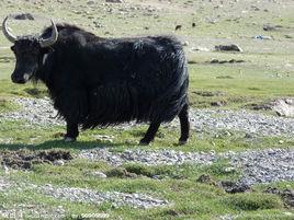 新疆氂牛 新疆氂牛