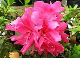 肉葉莢蒾 肉葉莢蒾