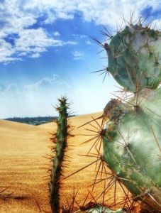 沙漠植物 沙漠植物