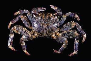 長趾方蟹 長趾方蟹