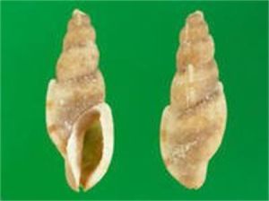 李麗核螺 李麗核螺