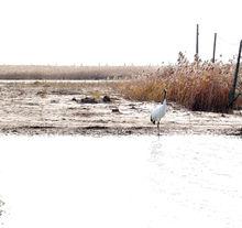 鹽城丹頂鶴濕地生態公園