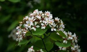 大苗山羊蹄甲 大苗山羊蹄甲