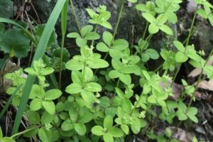 光果系[茜草科拉拉藤屬]