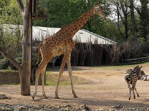 長頸鹿科爾多凡亞種