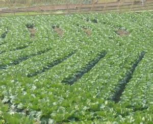 積殼芪草茶 積殼芪草茶