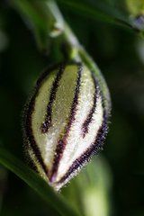天山蠅子草 天山蠅子草